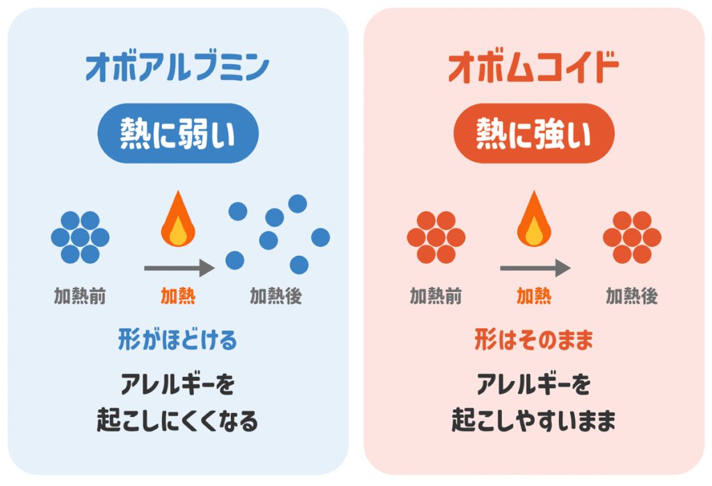 加熱によるオボアルブミンとオボムコイドの変化のイラスト｜オボアルブミンは熱に弱く形がほどける、オボムコイドは熱に強く形がそのまま残る